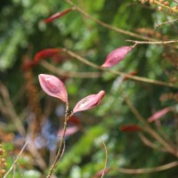 Peltophorum pterocarpum (DC.) Backer ex K.Heyne